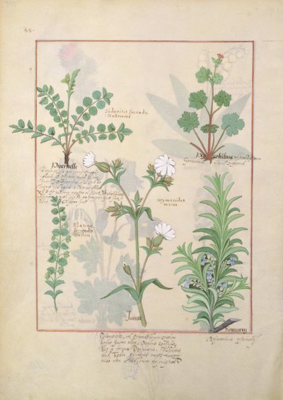 Illustration aus dem Buch der einfachen Heilmittel von Mattheaus Platearius 135r von Robinet Testard